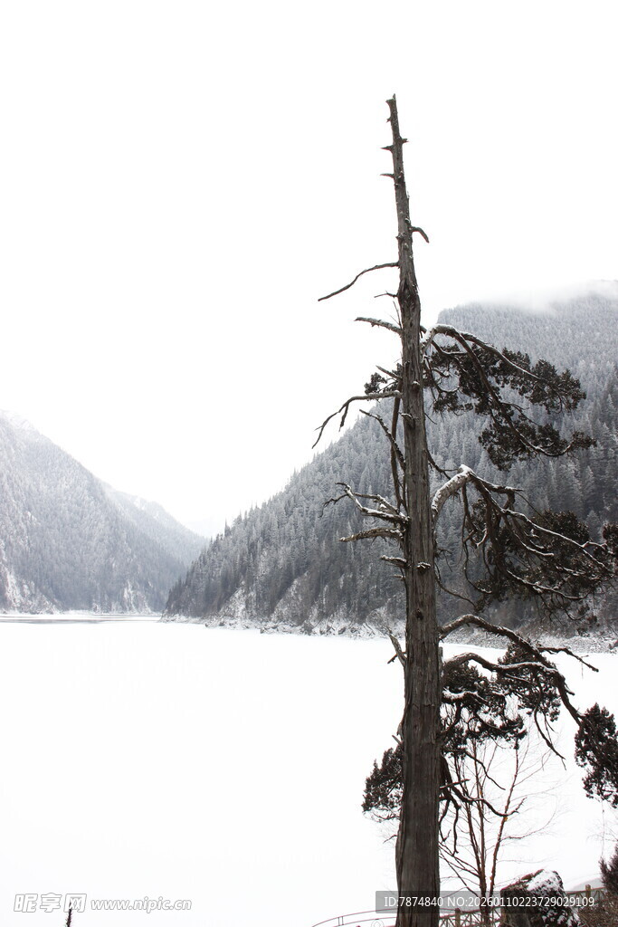 冬日枯树旁的静谧山水景
