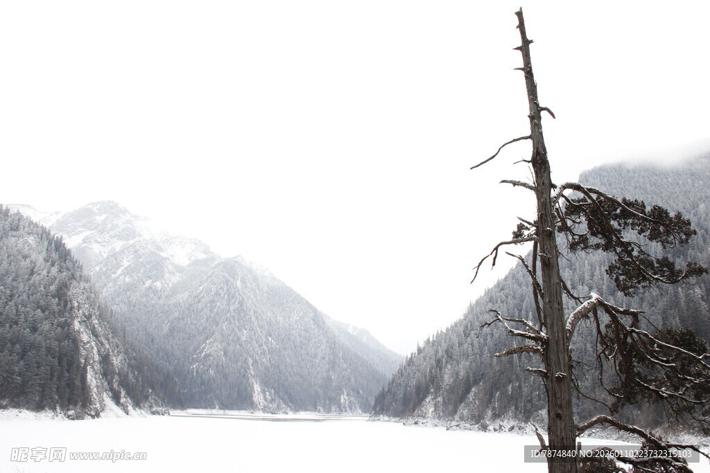 雪覆山林中的孤树