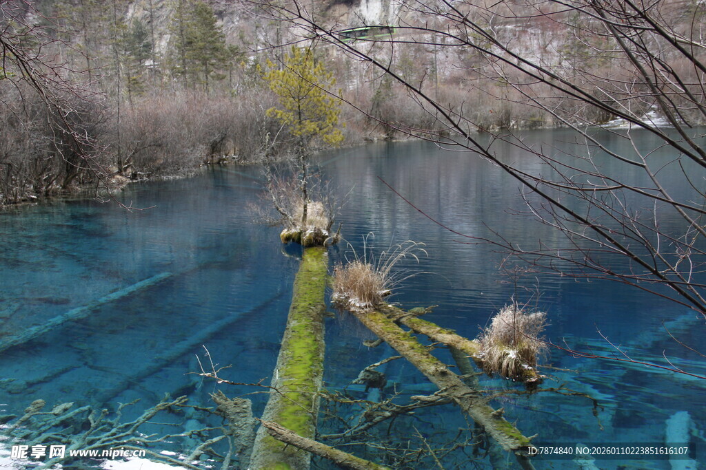 清澈蓝湖中的枯木景观