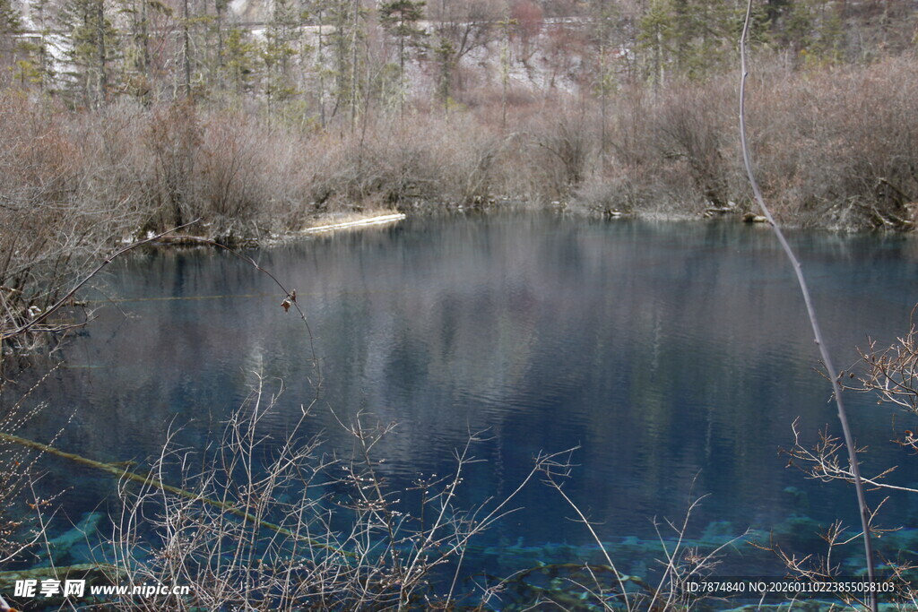 静谧湖边枯木与萧瑟景致