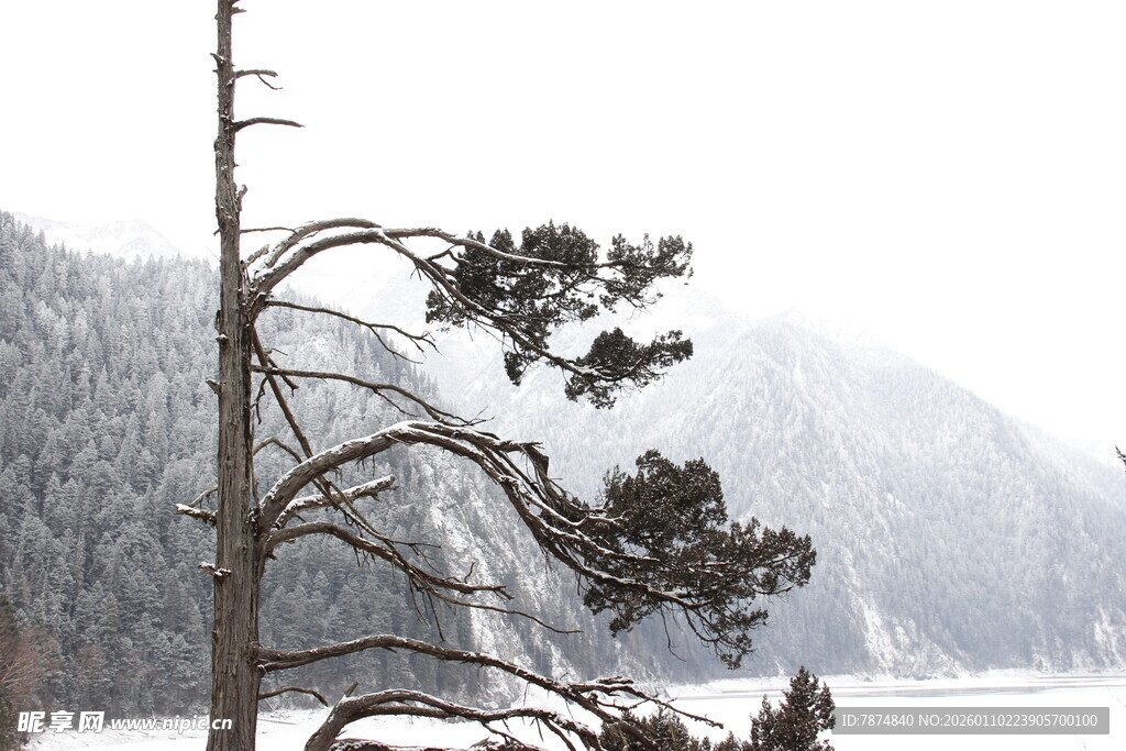 雪覆山林中的孤树