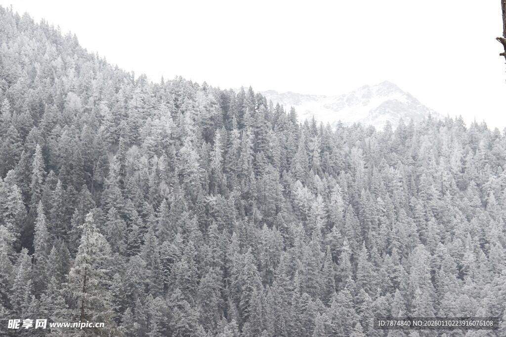 雪覆森林景观