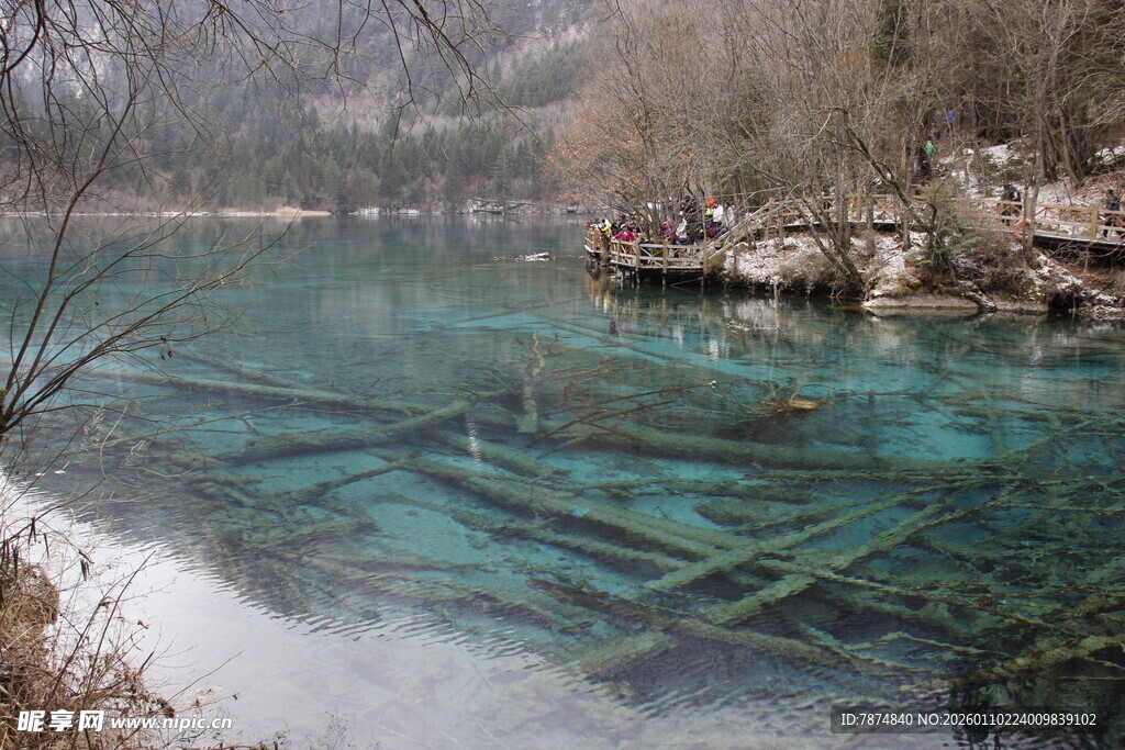 清澈湖底的水下枯木景观