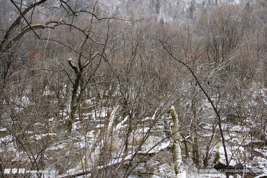 冬日雪覆树林景象
