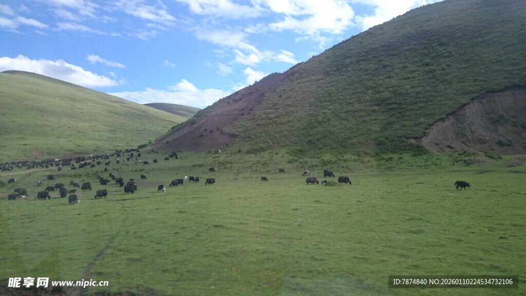 草原风光 牛羊点缀绿意