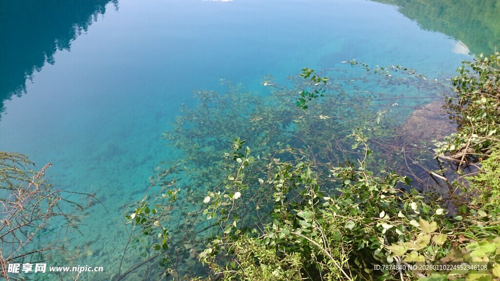 清澈湖水旁的绿植景观