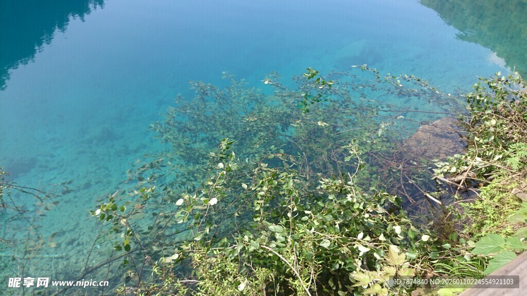 清澈湖底的水生植物景观