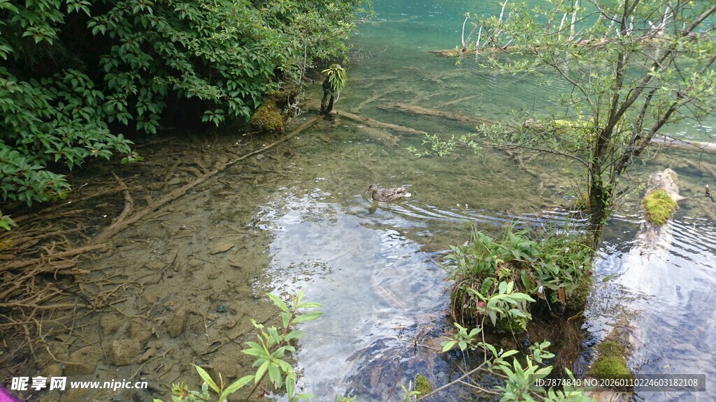 山间清澈浅溪与繁茂植被