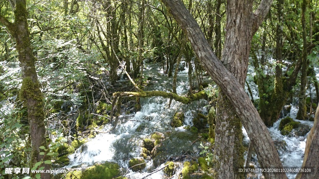 山林间的潺潺溪流