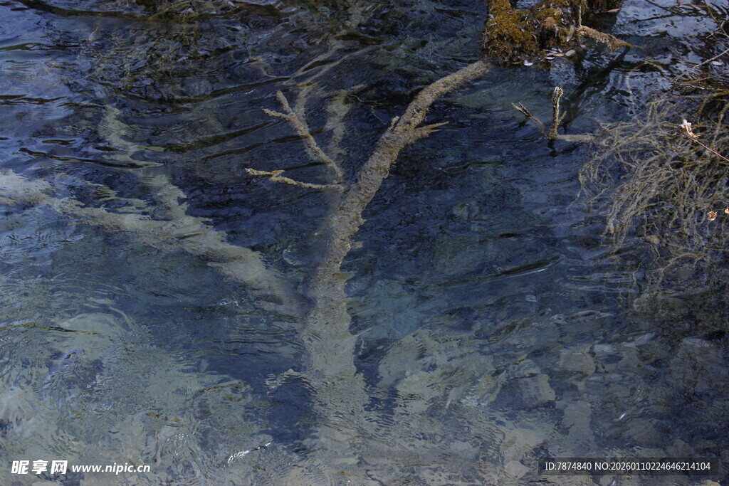 水中枯树景象