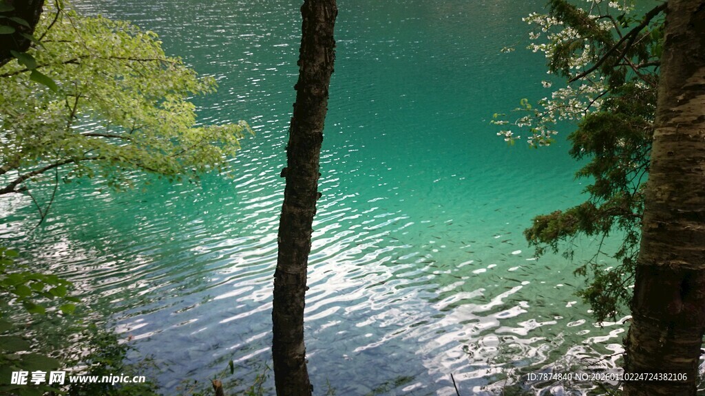 幽林环绕的碧绿清澈湖水