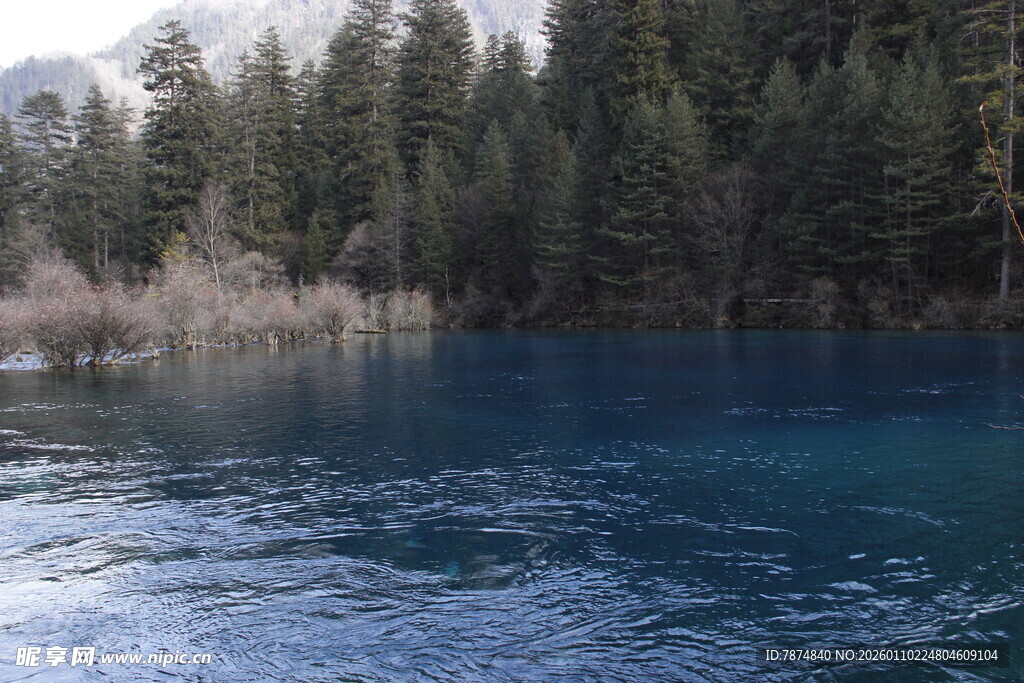 静谧蓝湖旁的森林美景