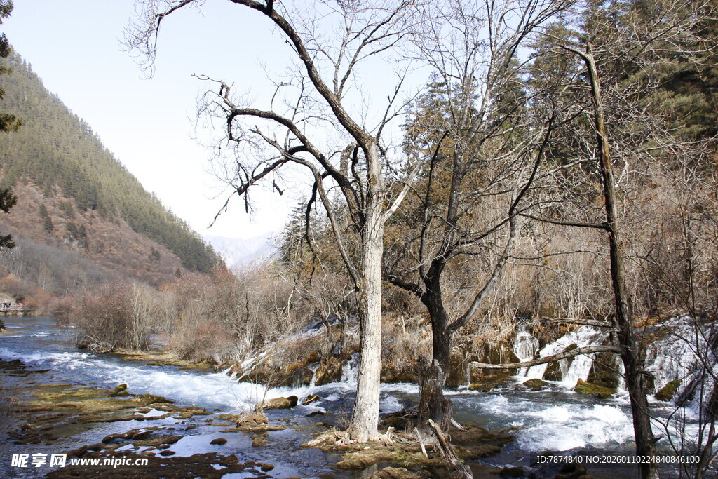 冬日溪边枯树雪景