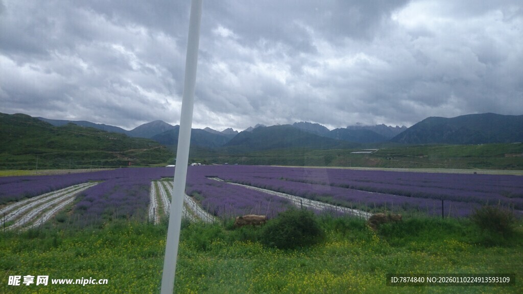 田园风光中的紫色花田