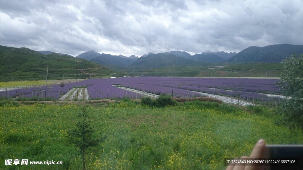 紫色花海与远山美景