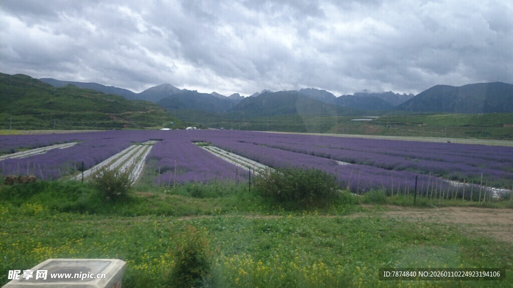 紫色花海 山间浪漫景致