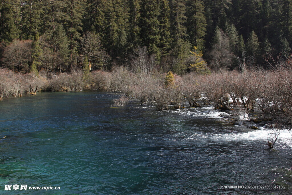 清澈蓝绿湖水旁的森林