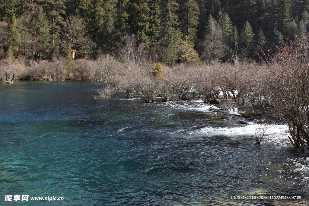 清澈溪流旁的山林美景
