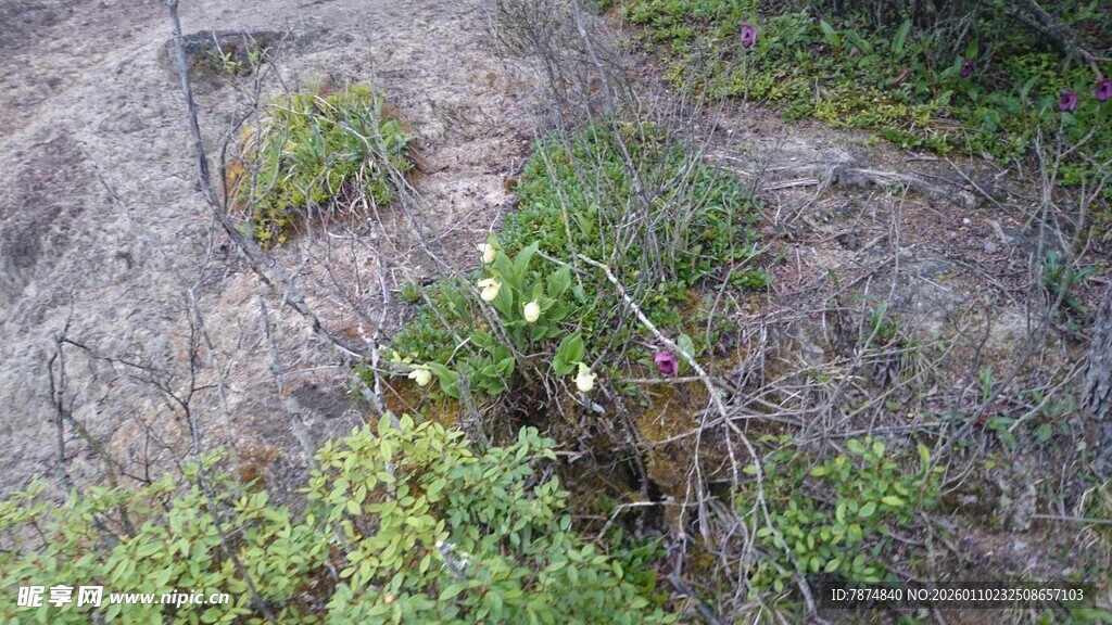 岩石边生长的绿色植物