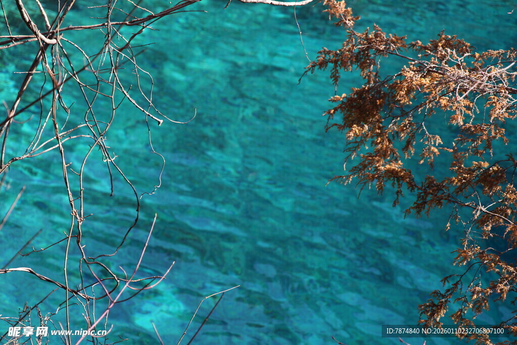 清澈蓝水与岸边枯叶