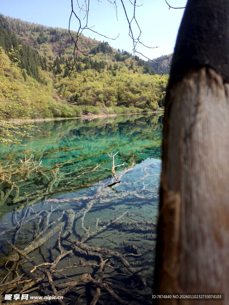 透过树干看清澈碧绿湖水