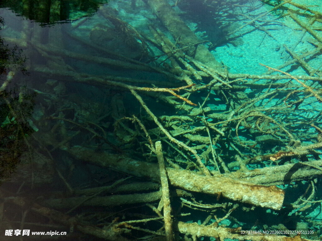 水下枯木景象