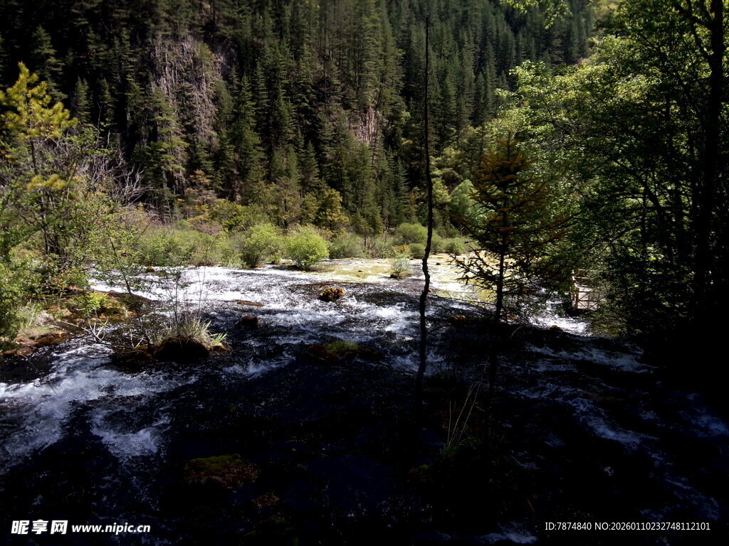 山间溪流旁的茂密森林