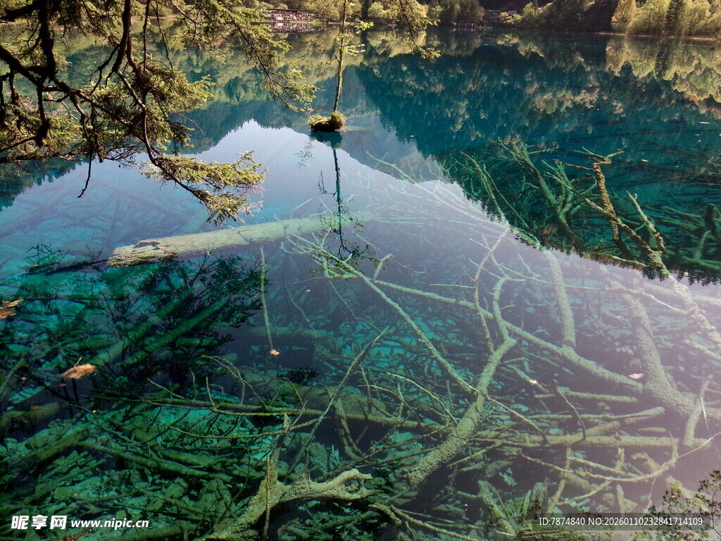 水下绿植景观 清澈之美