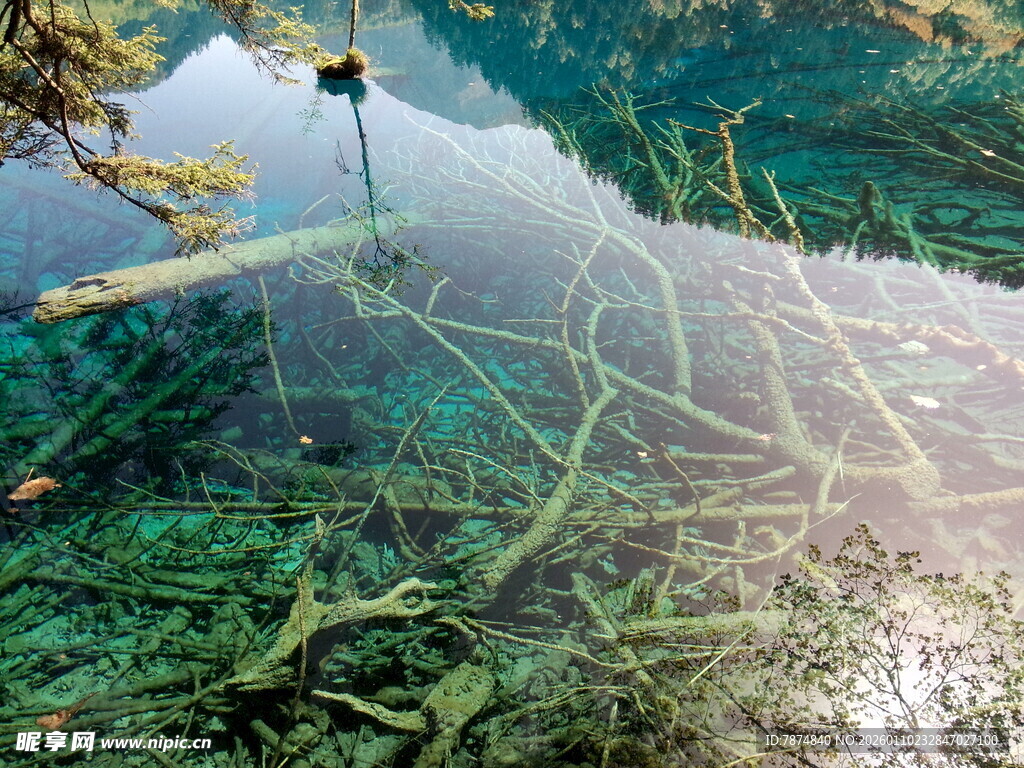 水下奇幻树根景观