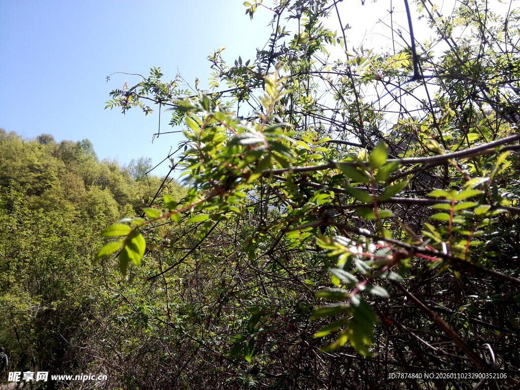 阳光照耀下的繁茂绿植