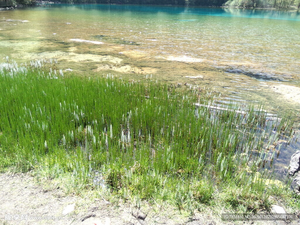 清澈水域旁的翠绿水草