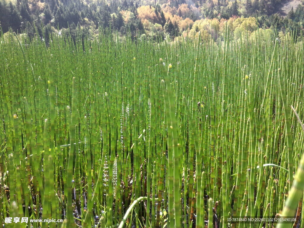 广袤葱郁的绿色草地景观