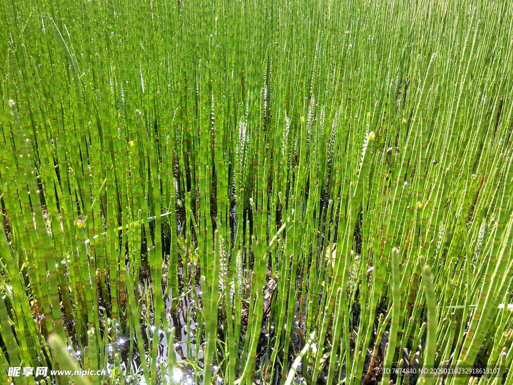 翠绿稻田 生机盎然