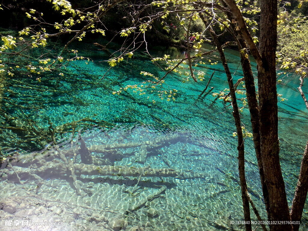 清澈幽蓝的森林溪流