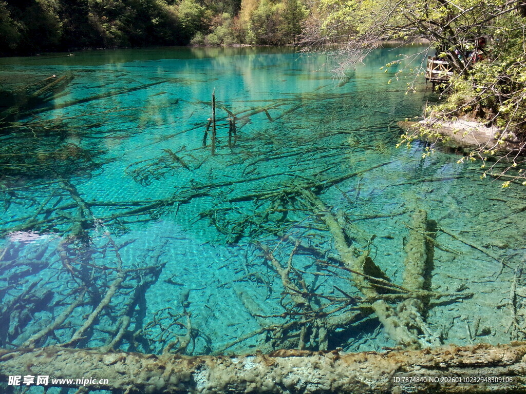 清澈蓝绿水中的枯木景观