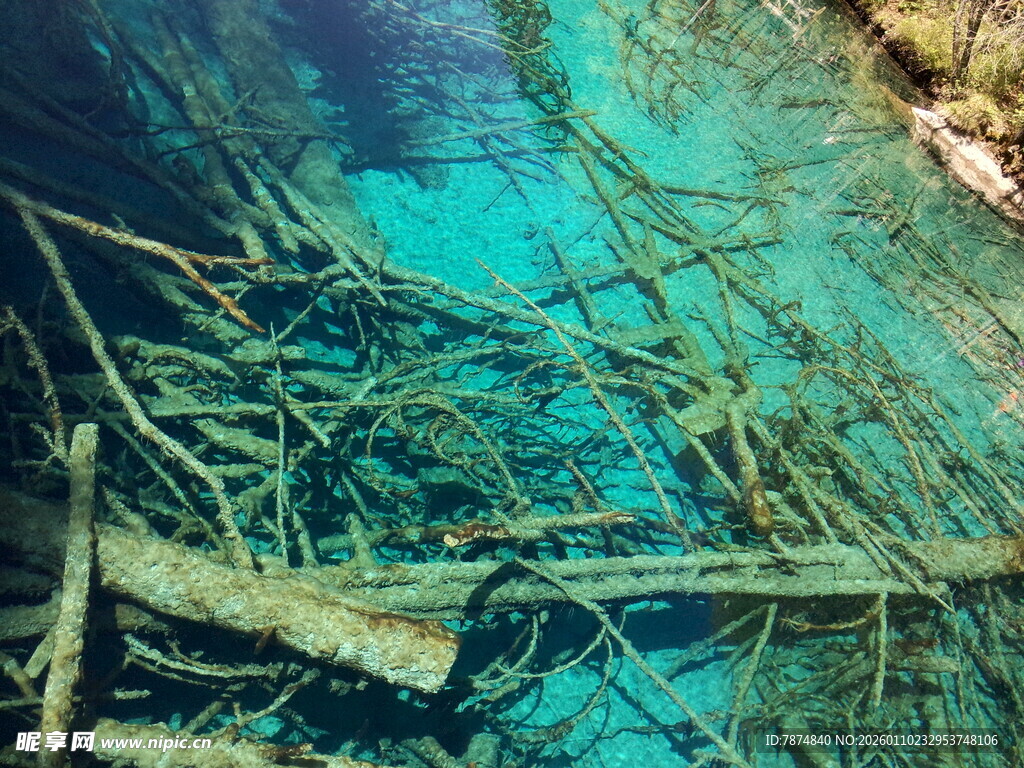 水下奇幻树根景观