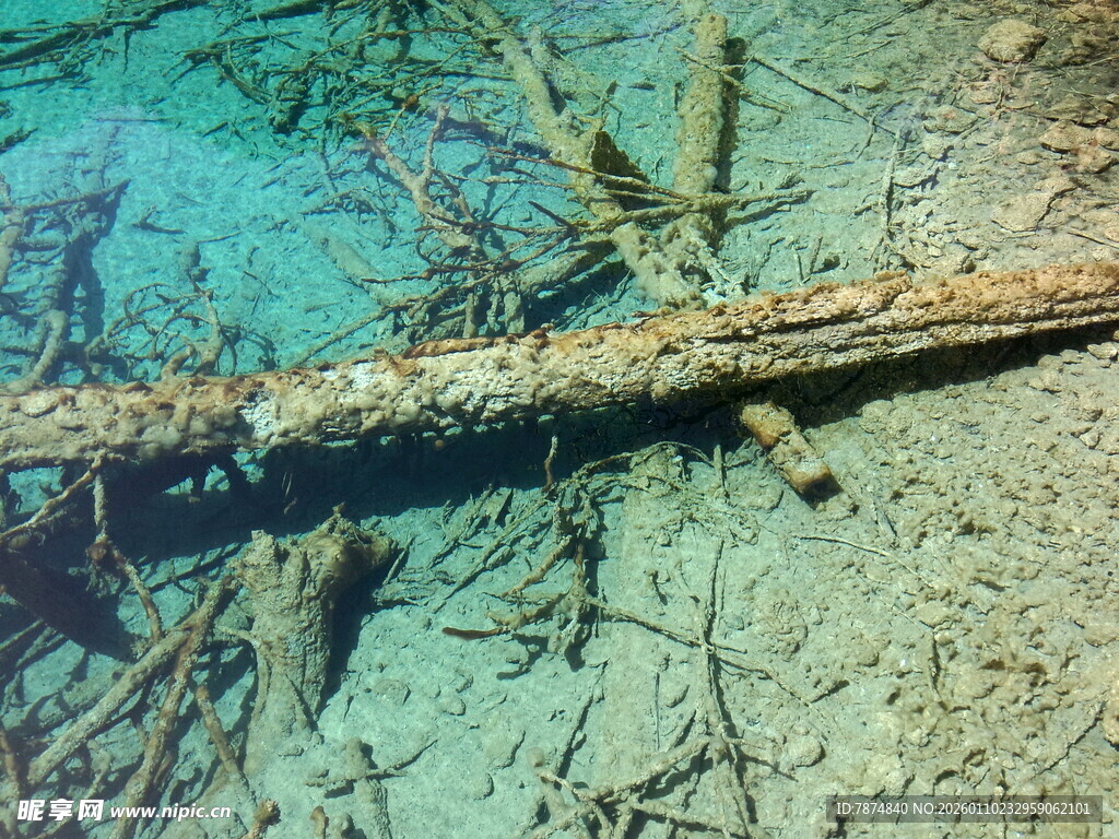 海底枯木与繁茂珊瑚景观