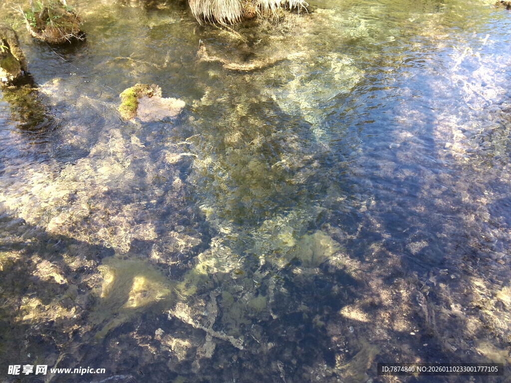 清澈水中的游动鱼类