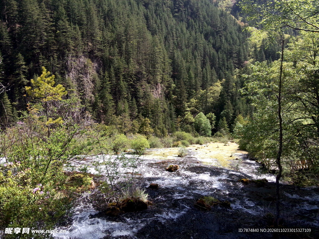 山间溪流旁的茂密森林