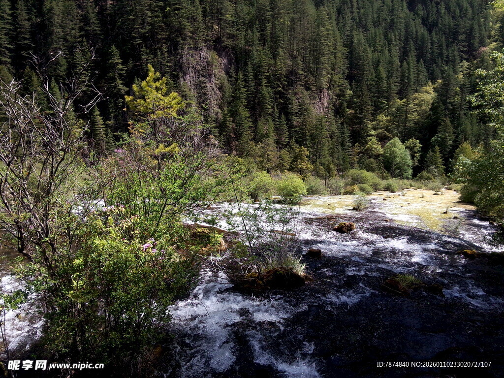 山间溪流旁的茂密森林