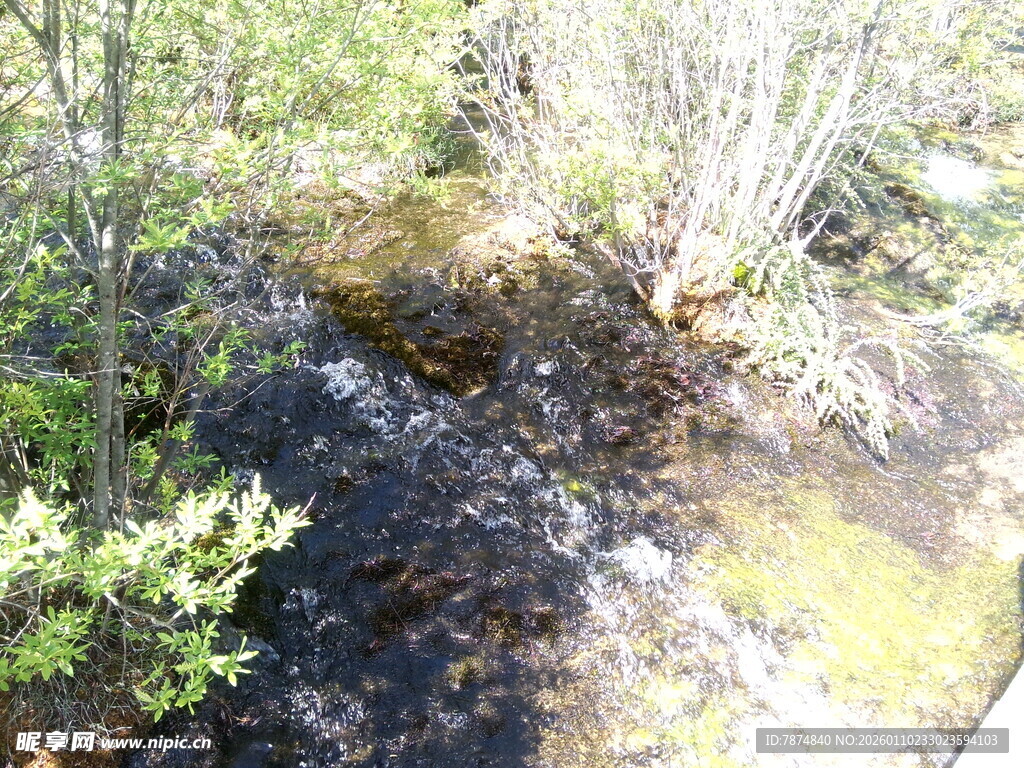林间小溪畔的自然景致