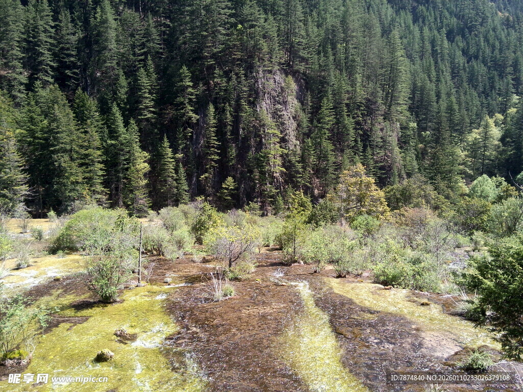 山间湿地与茂密森林景观