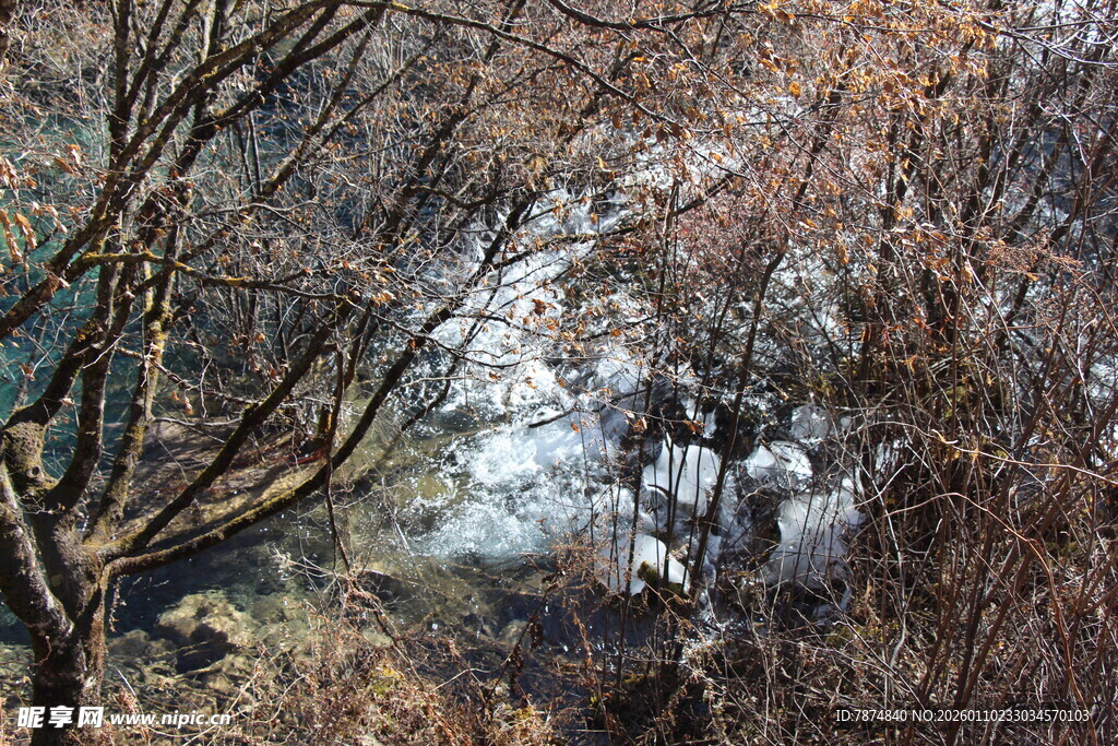 冬日枯树环绕的静谧溪流