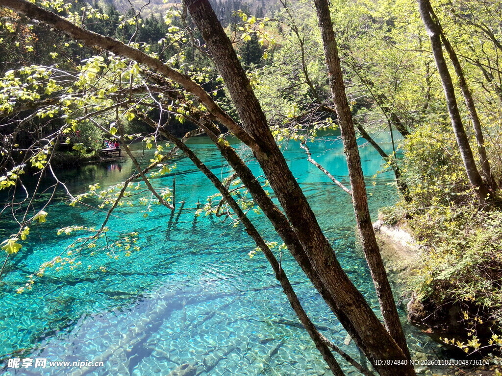 山间碧溪 林木环绕之景