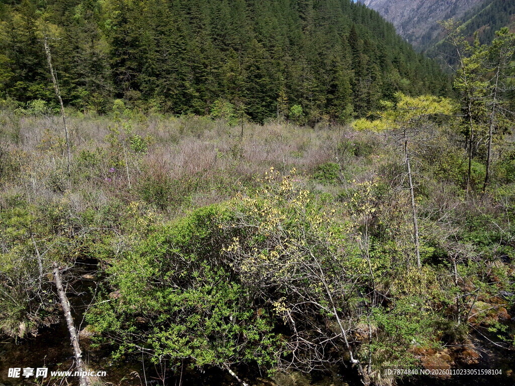 山林间繁茂的植被景观