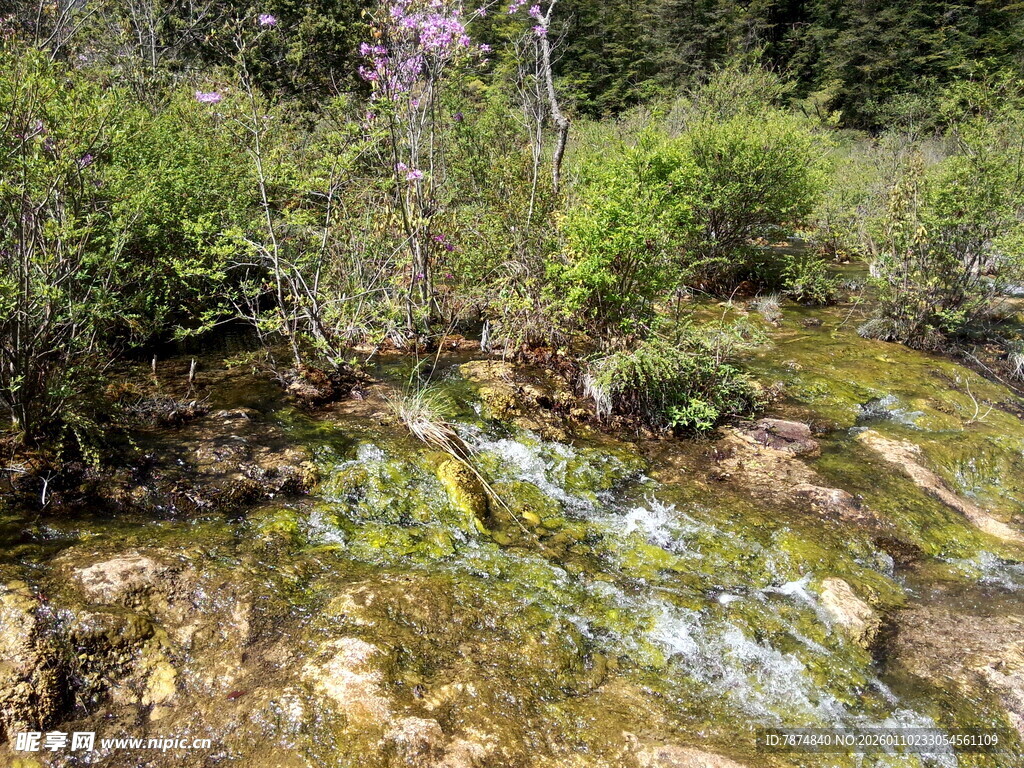 山间溪流旁的繁茂绿植