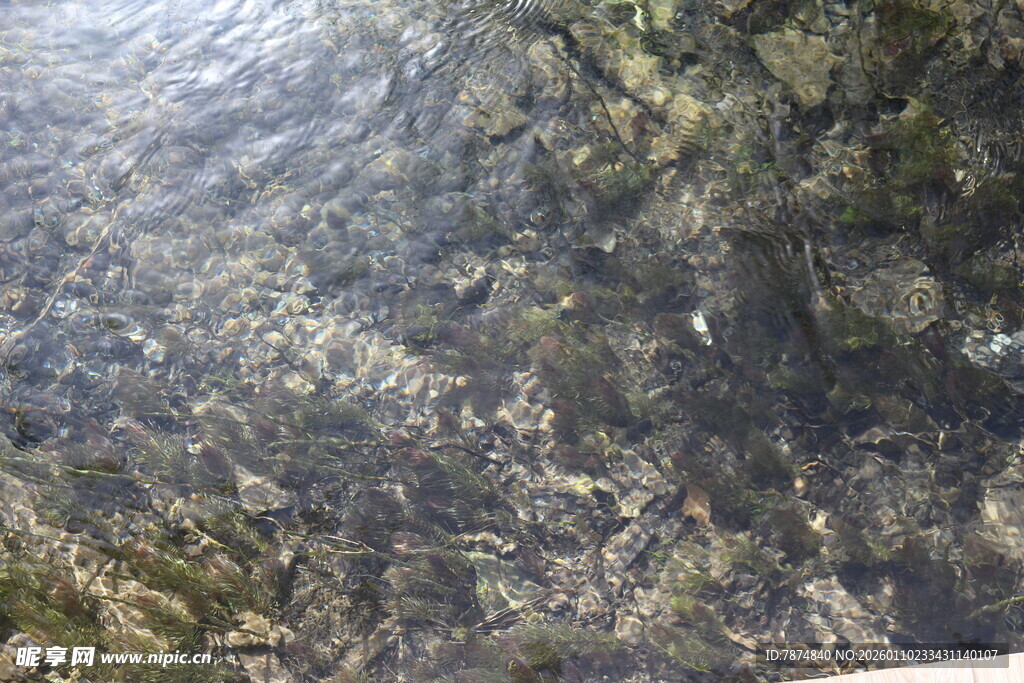 清澈水底的石块与绿植