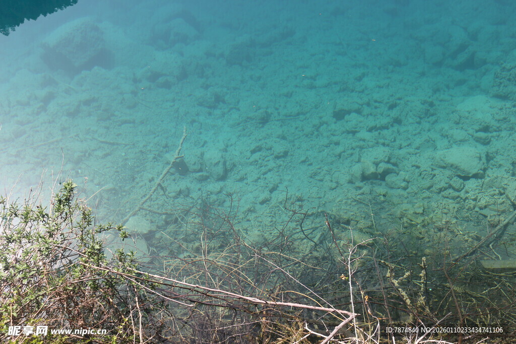 清澈湖水与岸边植物景观