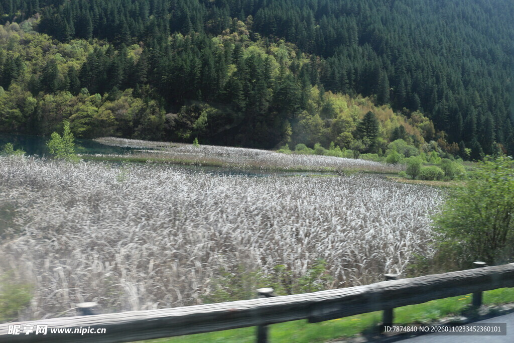 湖畔风景 草木葱郁映青山