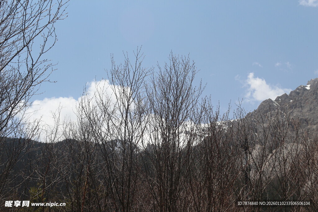 冬日山林 蓝天枯树之景